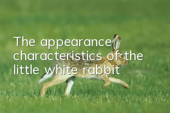 The appearance characteristics of the little white rabbit