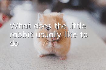 What does the little rabbit usually like to do?