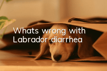 What’s wrong with Labrador diarrhea?