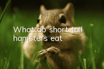 What do short tail hamsters eat?