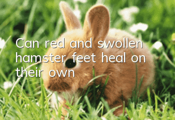 Can red and swollen hamster feet heal on their own?