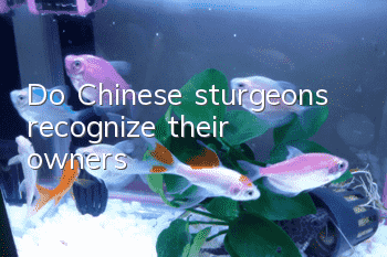 Do Chinese sturgeons recognize their owners?