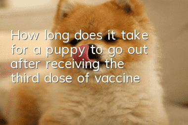 How long does it take for a puppy to go out after receiving the third dose of vaccine?