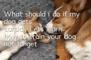 What should I do if my dog ​​gets carsick? Let’s learn how to train your dog not to get carsick!