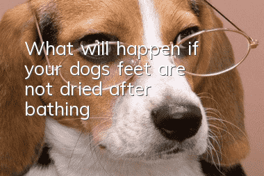 What will happen if your dog’s feet are not dried after bathing?