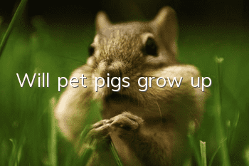 Will pet pigs grow up?