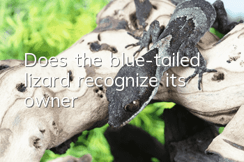 Does the blue-tailed lizard recognize its owner?