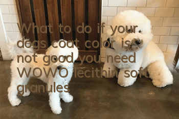 What to do if your dog’s coat color is not good, you need WOWO lecithin soft granules