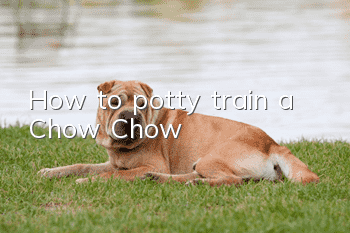 How to potty train a Chow Chow