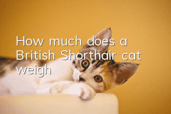 How much does a British Shorthair cat weigh?