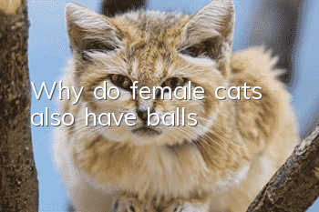 Why do female cats also have balls?