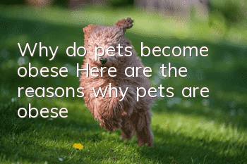 Why do pets become obese? Here are the reasons why pets are obese!