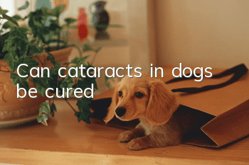 Can cataracts in dogs be cured?