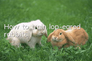 How to train lop-eared rabbits