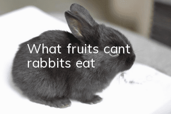 What fruits can’t rabbits eat?