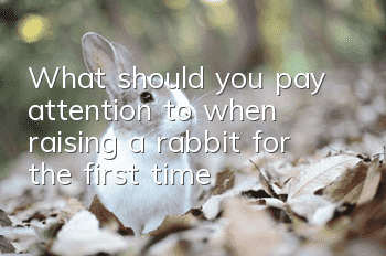 What should you pay attention to when raising a rabbit for the first time?