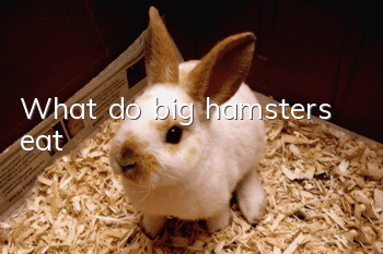 What do big hamsters eat?