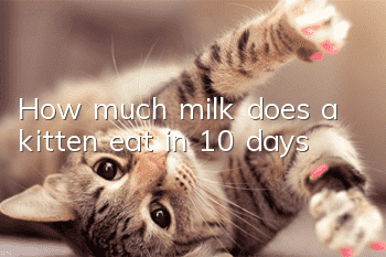 How much milk does a kitten eat in 10 days?