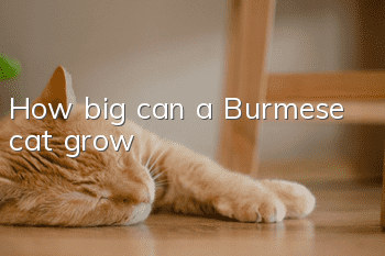 How big can a Burmese cat grow?