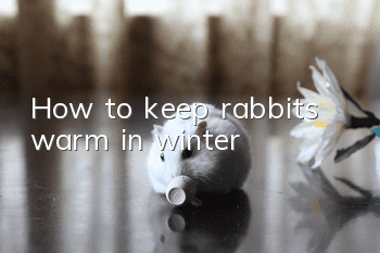 How to keep rabbits warm in winter