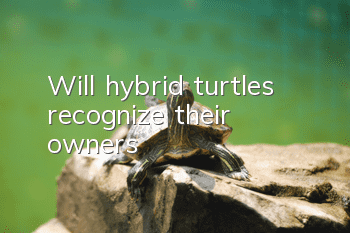 Will hybrid turtles recognize their owners?