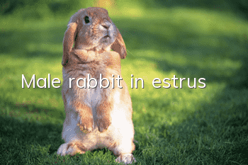 Male rabbit in estrus