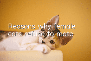 Reasons why female cats refuse to mate