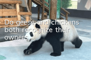 Do geese and chickens both recognize their owners?