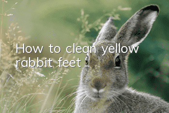 How to clean yellow rabbit feet