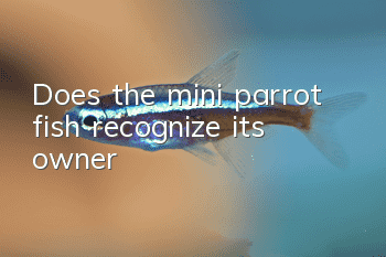 Does the mini parrot fish recognize its owner?