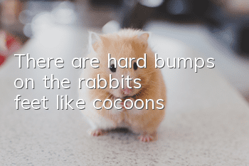 There are hard bumps on the rabbit's feet like cocoons