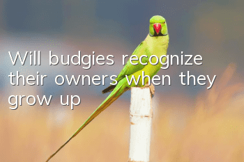 Will budgies recognize their owners when they grow up?