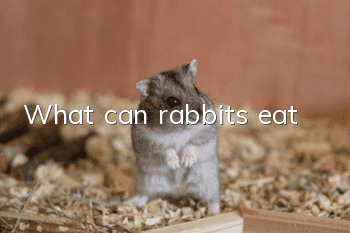 What can rabbits eat?