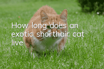 How long does an exotic shorthair cat live?