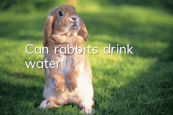 Can rabbits drink water?