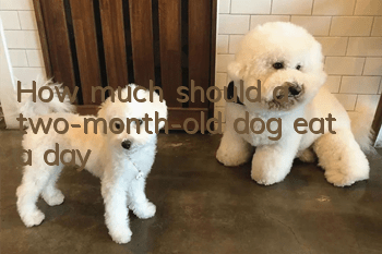 How much should a two-month-old dog eat a day?