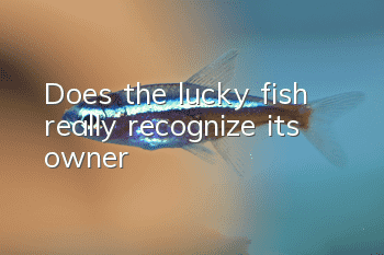 Does the lucky fish really recognize its owner?