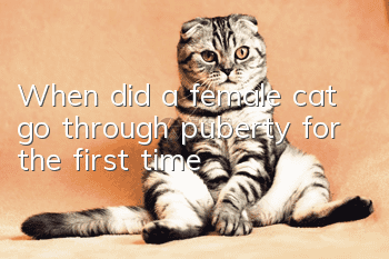 When did a female cat go through puberty for the first time?