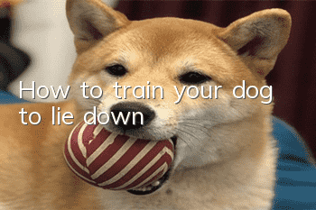 How to train your dog to lie down