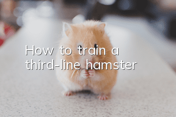 How to train a third-line hamster