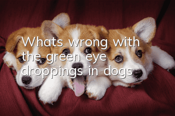 What’s wrong with the green eye droppings in dogs?