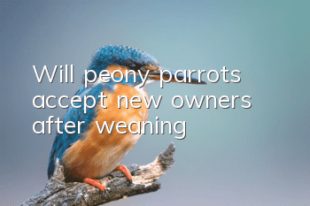 Will peony parrots accept new owners after weaning?