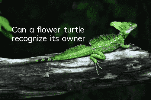 Can a flower turtle recognize its owner?