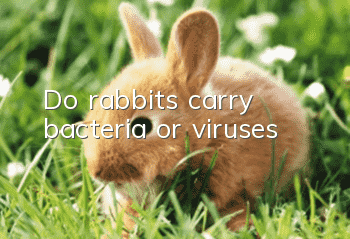 Do rabbits carry bacteria or viruses?