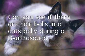 Can you see if there are hair balls in a cat’s belly during a B-ultrasound?