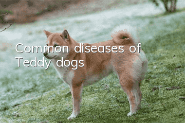 Common diseases of Teddy dogs