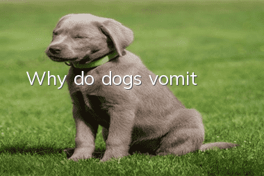 Why do dogs vomit?