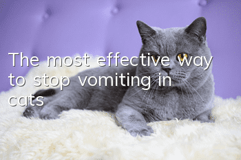 The most effective way to stop vomiting in cats