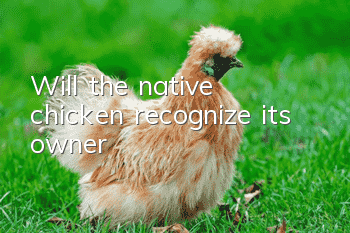 Will the native chicken recognize its owner?