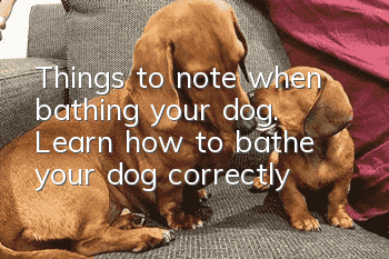 Things to note when bathing your dog. Learn how to bathe your dog correctly!